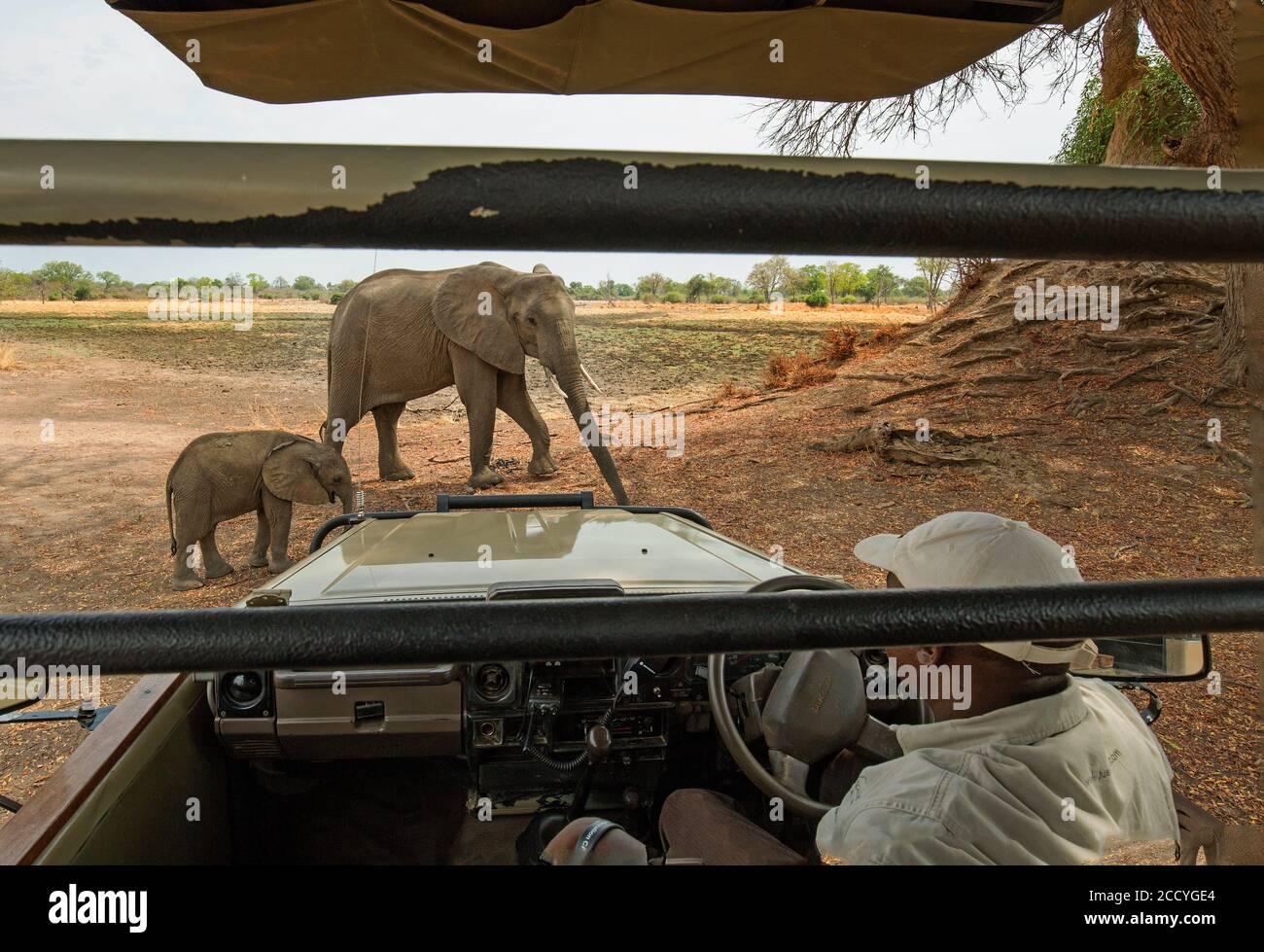 2017, South Luangwa, Sambia.Afrikanische Elefanten stehen ganz in der Nähe des Safari-LKW, während der Führer wachsam bleibt, falls er sich schnell bewegen muss. Stockfoto