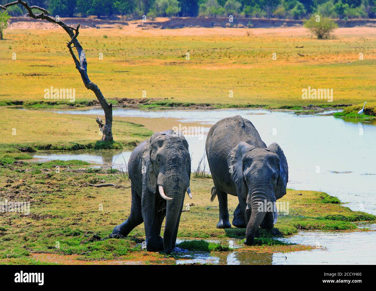 Zwei Elefanten trinken aus einer Lagune umgeben von üppigen grünen Ebenen in Kafunta, South Luangwa National Park, Sambia Stockfoto