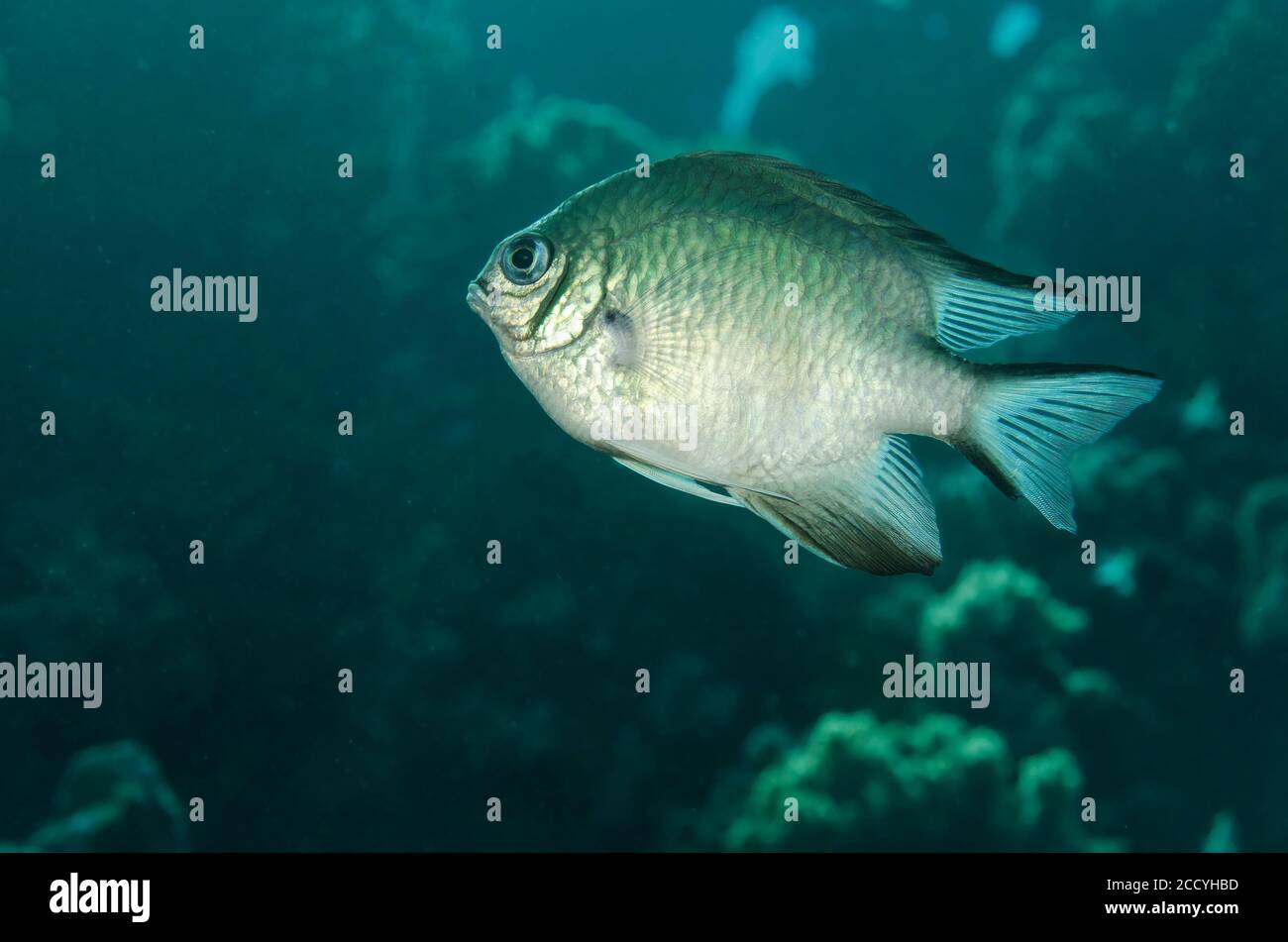 Weißbauch-Damselfisch, Amblyglyphidodon leucogaster, Marsa Alam, Rotes Meer, Ägypten Stockfoto