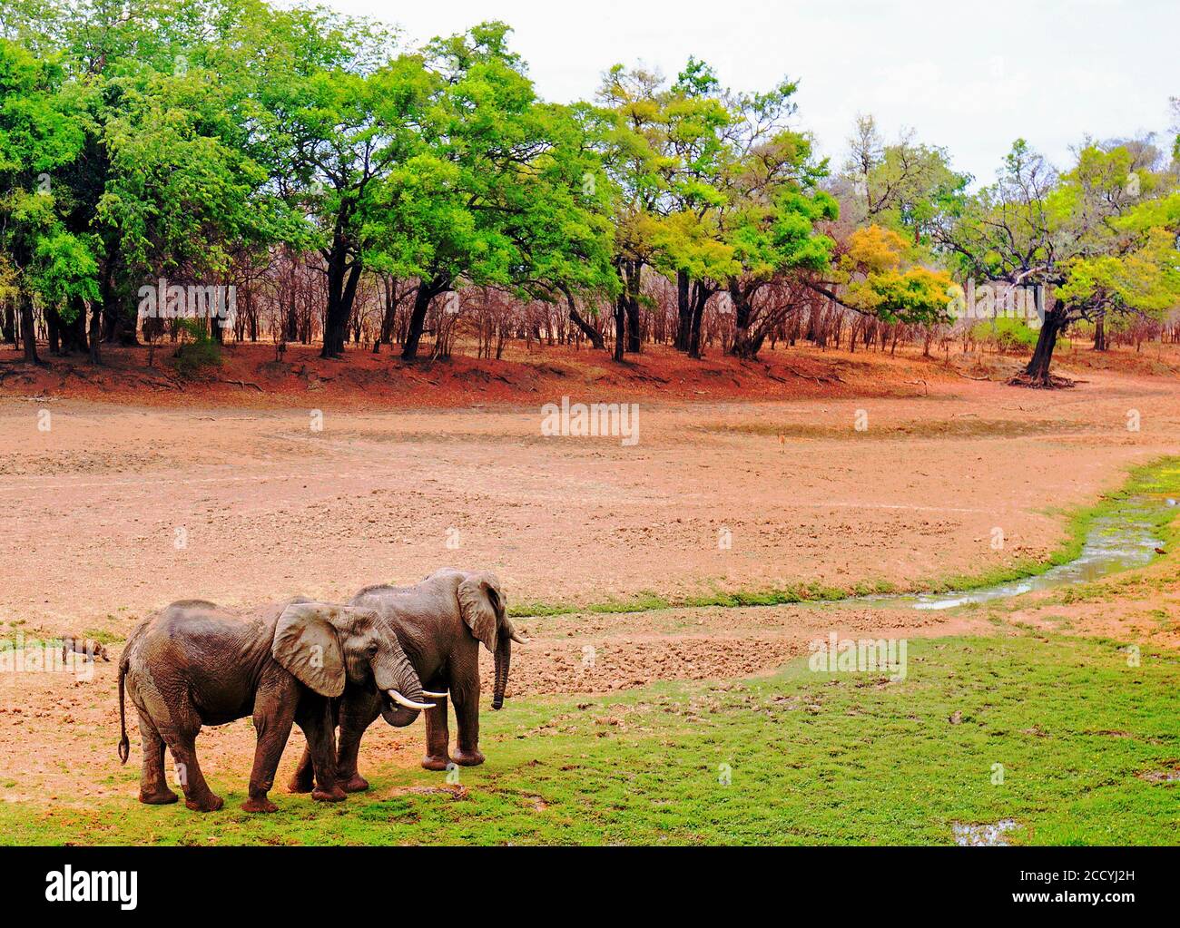 Zwei afrikanische Elefanten, die neben einem nahe trockenen Fluss in Mfuwe spazieren, mit einer natürlichen, lebhaften, von Bäumen gesäumten Kulisse. South Luangwa National Park, Sambia Stockfoto