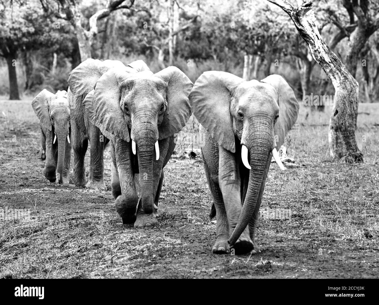 BVlack & White Bild einer Herde afrikanischer Elefanten, die mit schönem Licht und Schatten durch den afrikanischen Busch wandern. Bewegungsunschärfen sind sichtbar. Süden Stockfoto