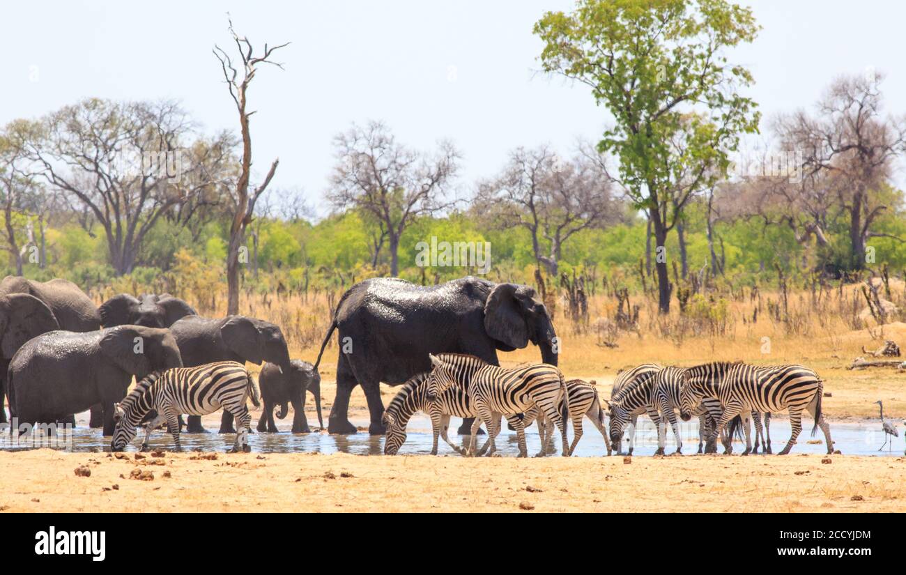 Eine große Gruppe von Tieren besucht das Wasserloch, um einen Drink im Hwange National Park, Simbabwe, zu nehmen Stockfoto