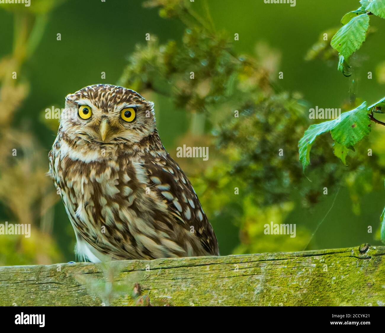 Kleine Eule Stockfoto