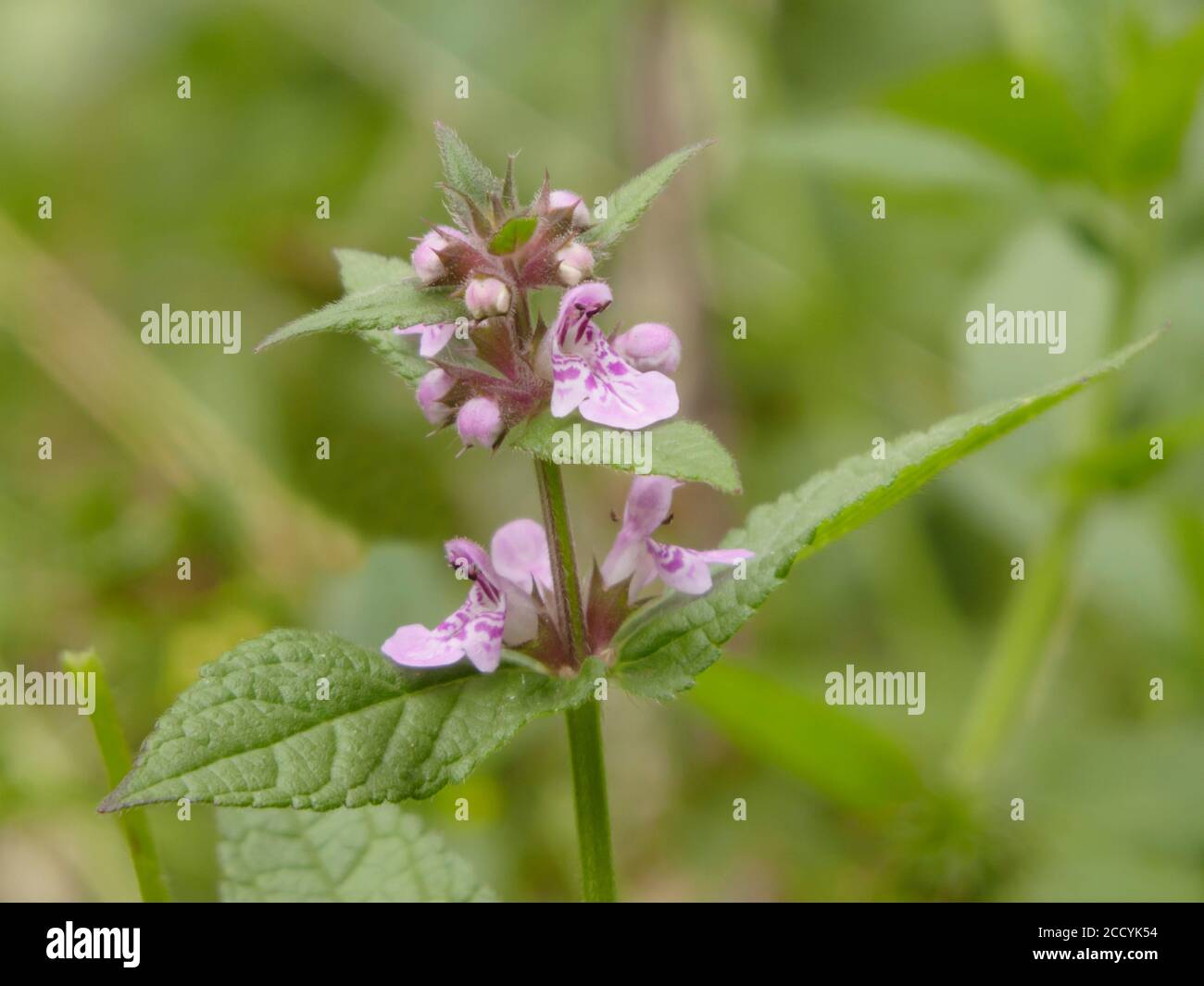 Heckenwundkraut Wildflower ( Stachys sylvatica ) in Blume im Juli, Großbritannien Stockfoto