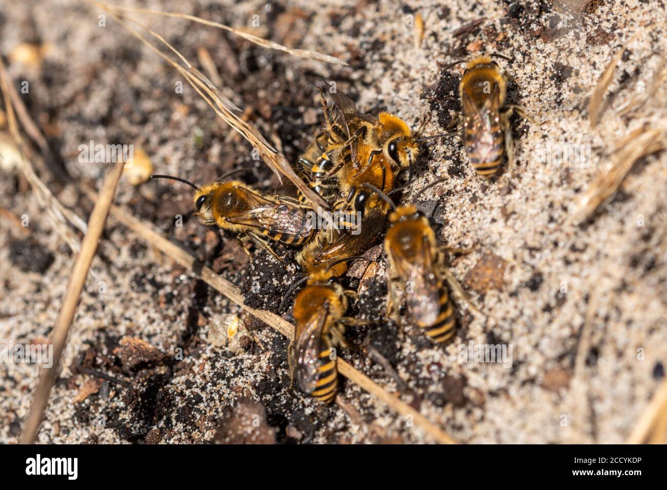 Ivy Bienen (Colletes hederae) in einem Paarungshaufen auf einer sandigen Heide in Surrey, Großbritannien Stockfoto