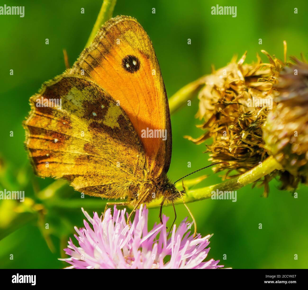 Schmetterling auf Blume Stockfoto