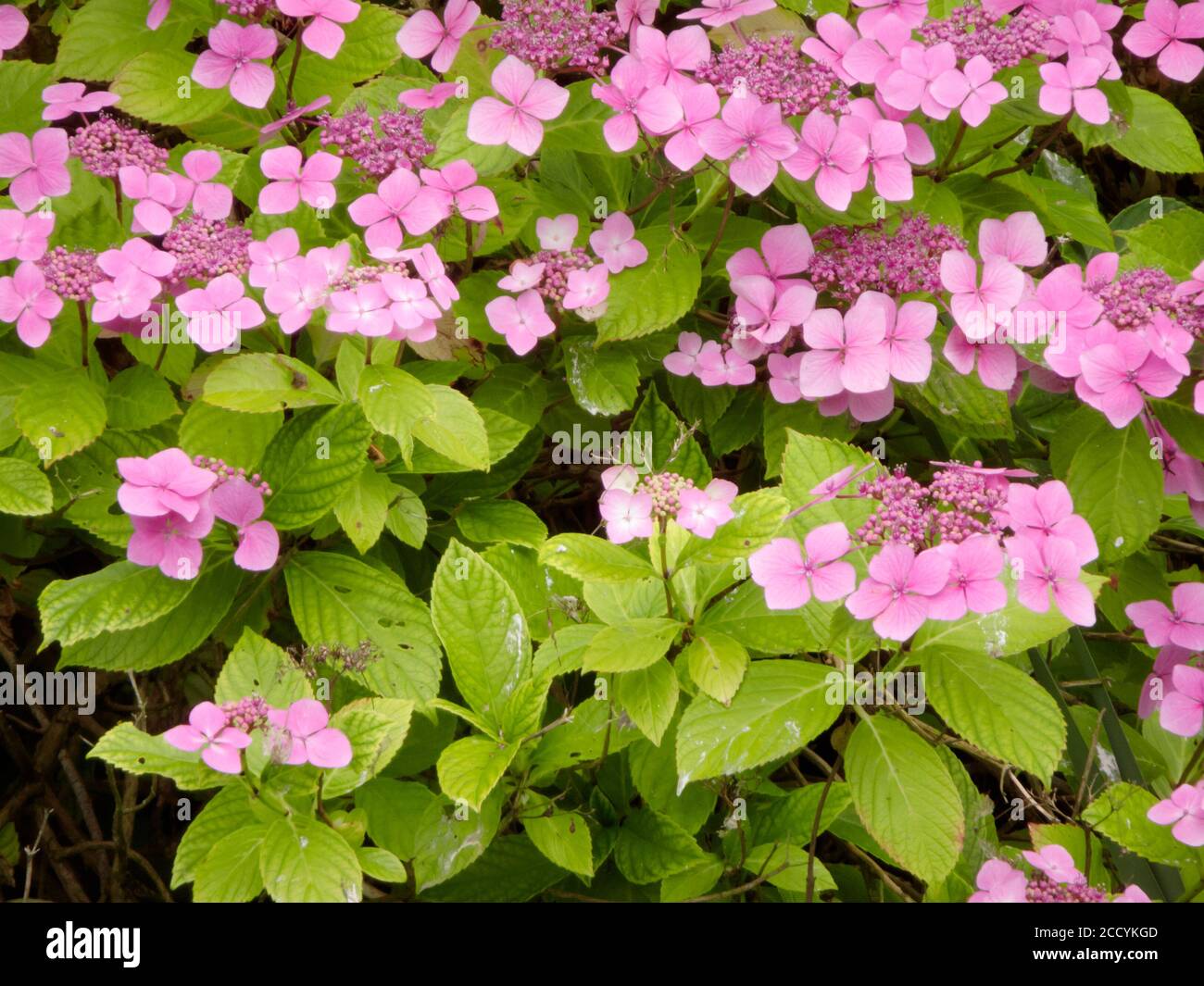 Rosa Lacecap Hydrangea Strauch ( Hydrangea macrophylla ) Im Sommer In Blume Stockfoto