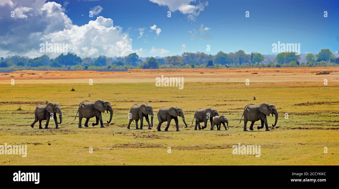 Gerade Linie einer Familie Herde von afrikanischen Elefanten zu Fuß über das trockene gelbe Gras im South Luangwa National Park, Sambia. Stockfoto