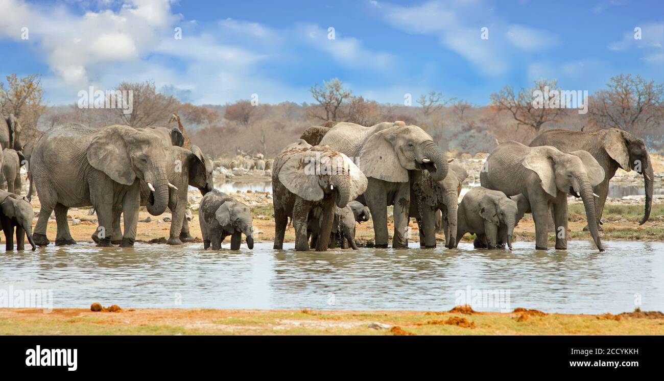 Elefantenpanorama an einem Wasserloch im Etosha Nationalpark, Namibia Stockfoto