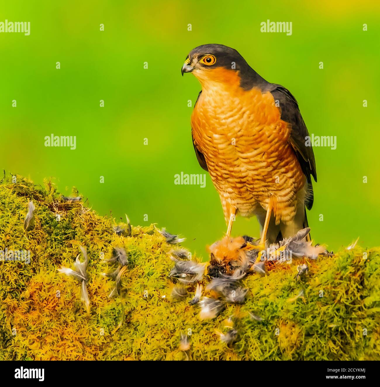 Weibchen Sperber Fütterung auf Beute Stockfoto