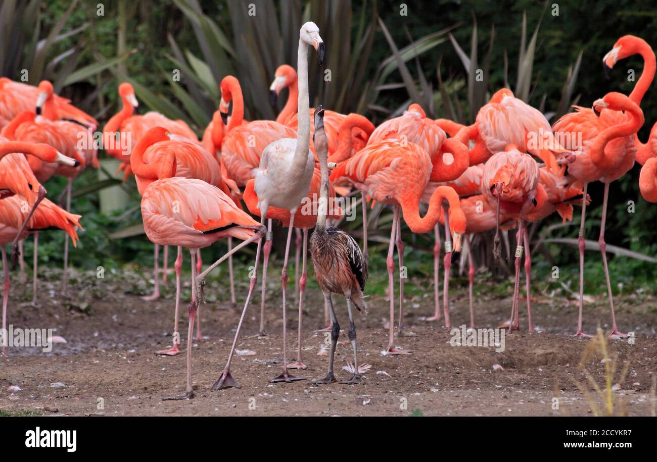 Chilenischer Flamingo und Küken in einer Gruppe karibischer Flamingos Stockfoto