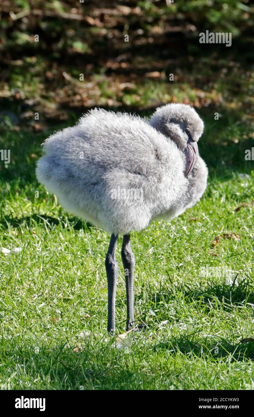 James's Flamingo Küken (Phoenicoparrus jamesi) Stockfoto
