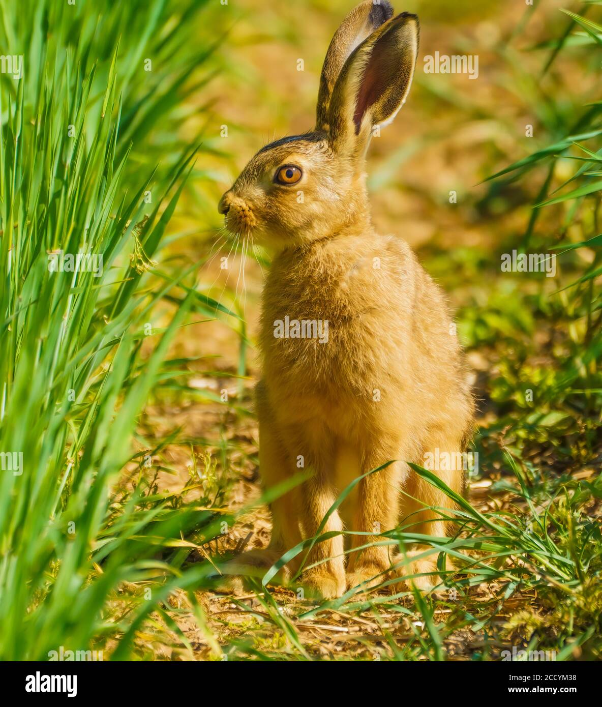Hare auf Walkabouts in Cotswolds Stockfoto