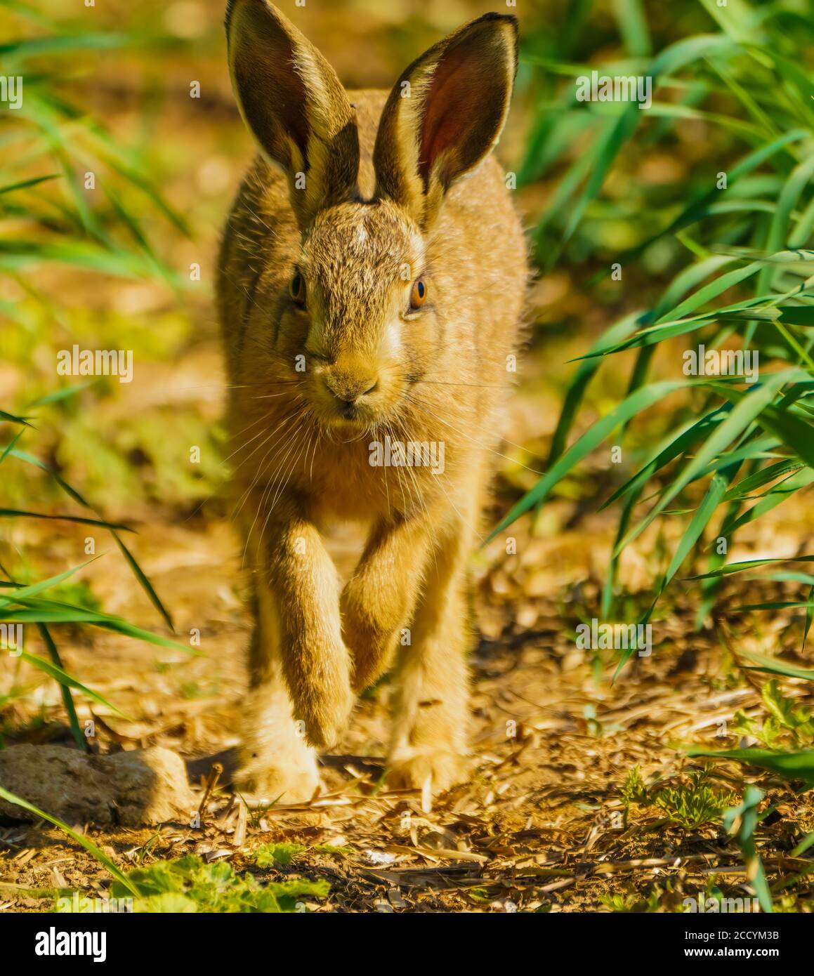 Hare auf Walkabouts in Cotswolds Stockfoto
