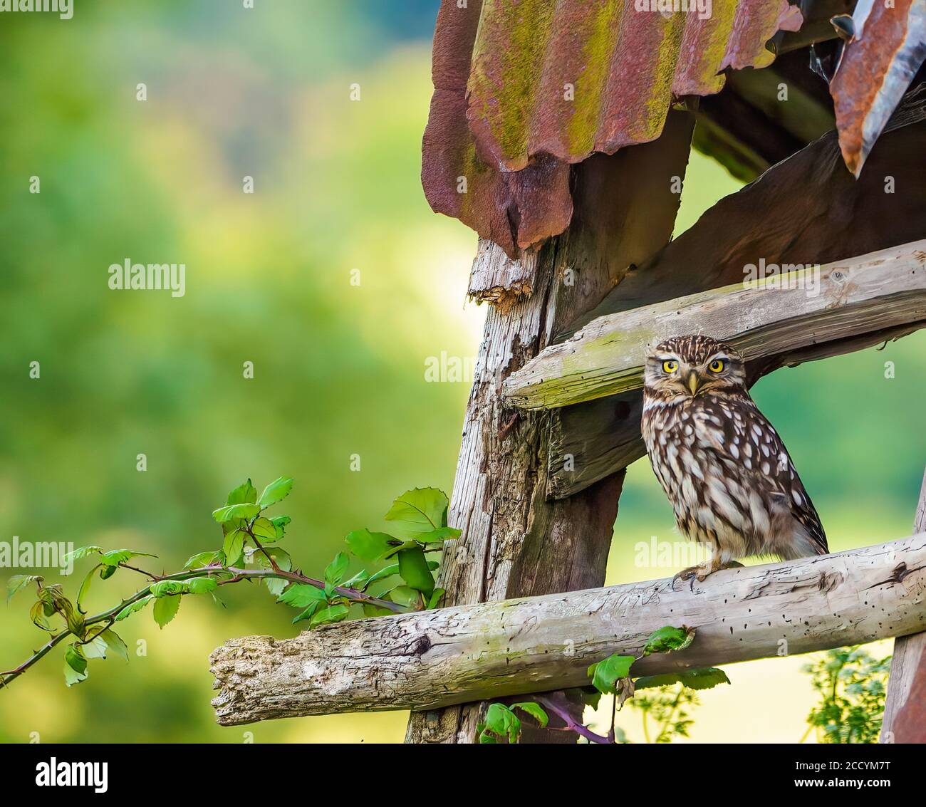 Kleine Eule Stockfoto