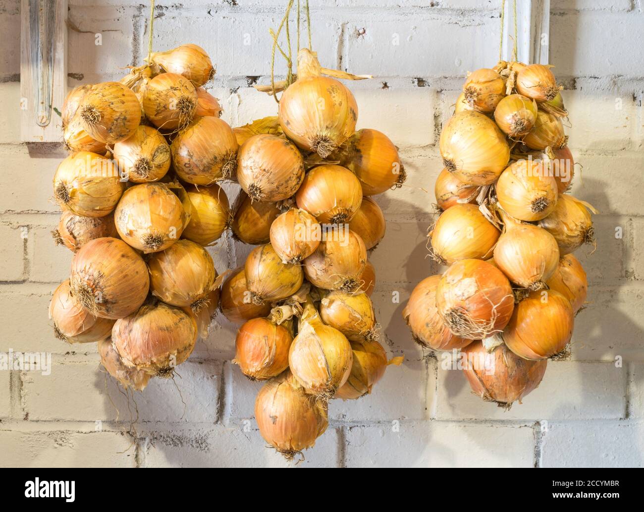 Fäden von Zwiebeln hängend in einer Garage gelagert Stockfoto