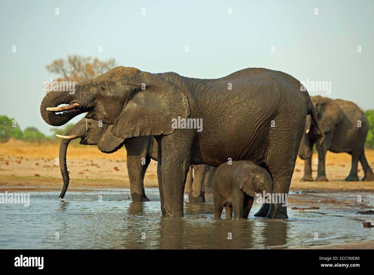 Familie Herde von Elefanten trinken an einem Wasserloch. Matriarchin hat Rumpf in den Mund gekräuselt und kleine Wade satnding in der Nähe beim schwelgen in der w Stockfoto