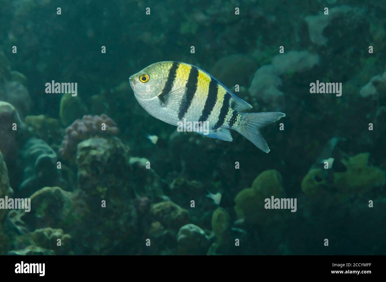 Gemeiner Sergeant, Abudefduf vaigiensis, Marsa Alam, Rotes Meer, Ägypten Stockfoto