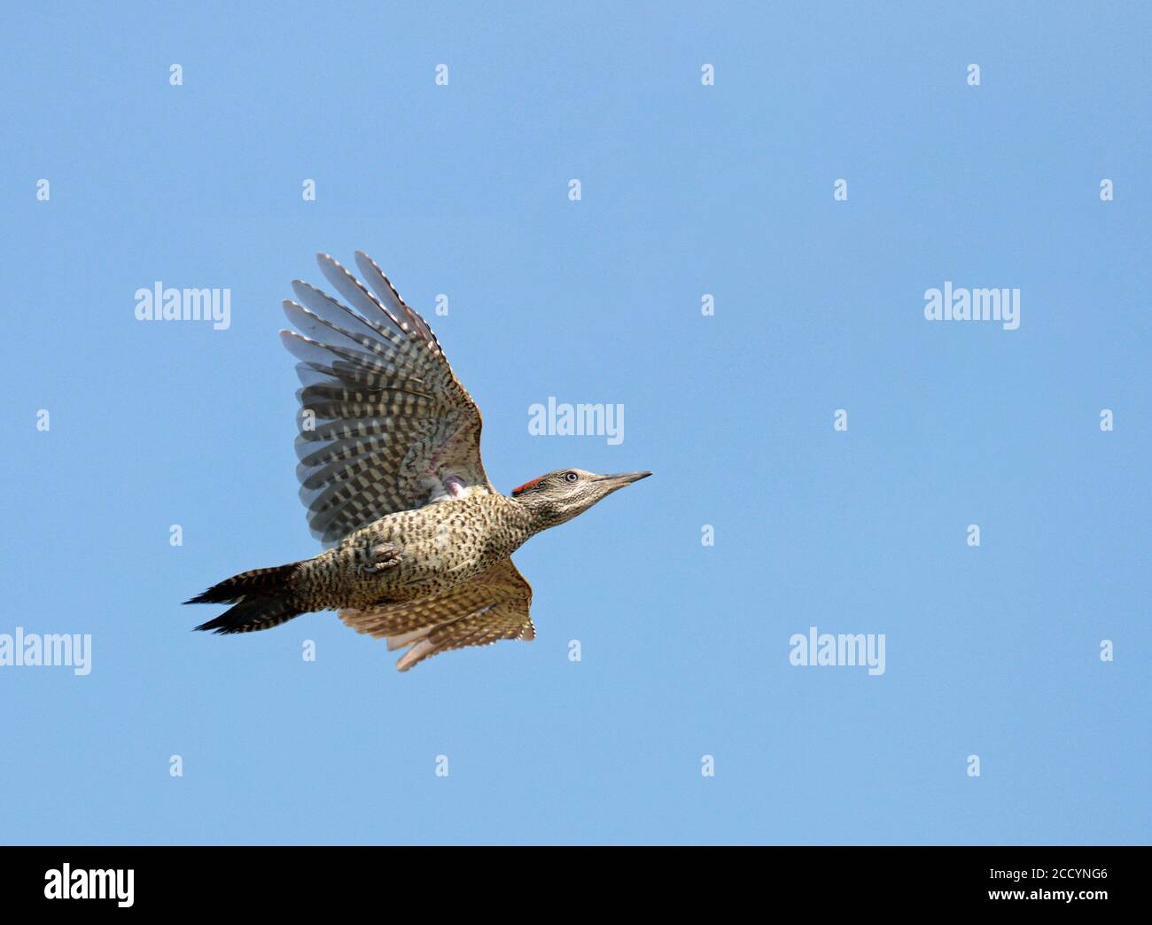 Fliegender Jugendlicher Europäischer Grünspecht (Picus viridis) hoch am Himmel. Vorbei an Overhead Stockfoto