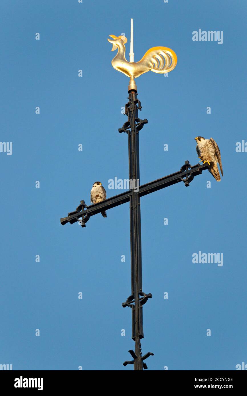 Ein Paar Peregrine Falcons (Falco peregrinus) auf der Spitze des Kirchturms der Sint Landricuskerk in echt, Limburg, Niederlande. Stockfoto