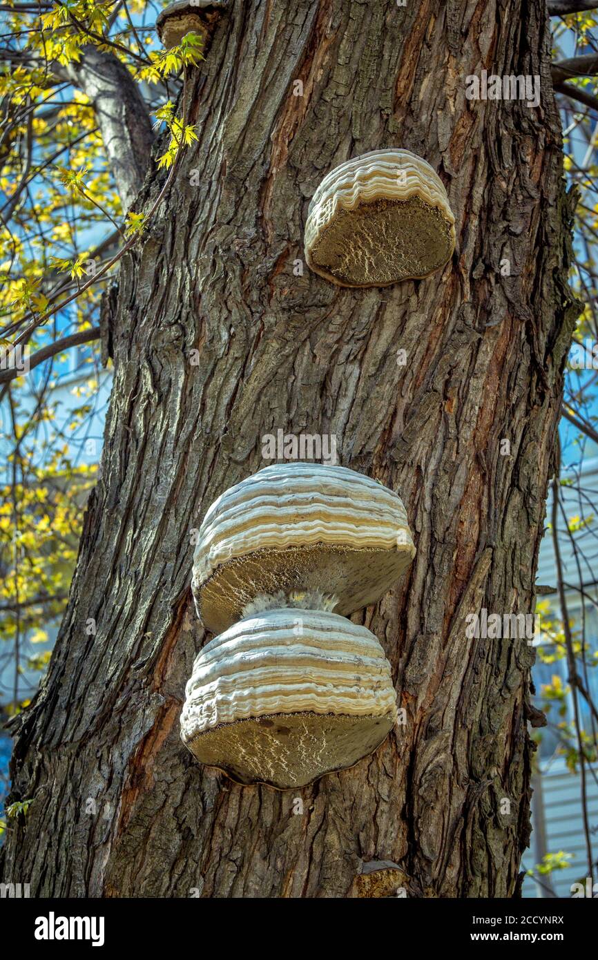 Chaga Pilz - Inonotus obliquus – wächst auf dem Baumstamm im Wald. Shelf Pilz in der alternativen Medizin verwendet Stockfoto