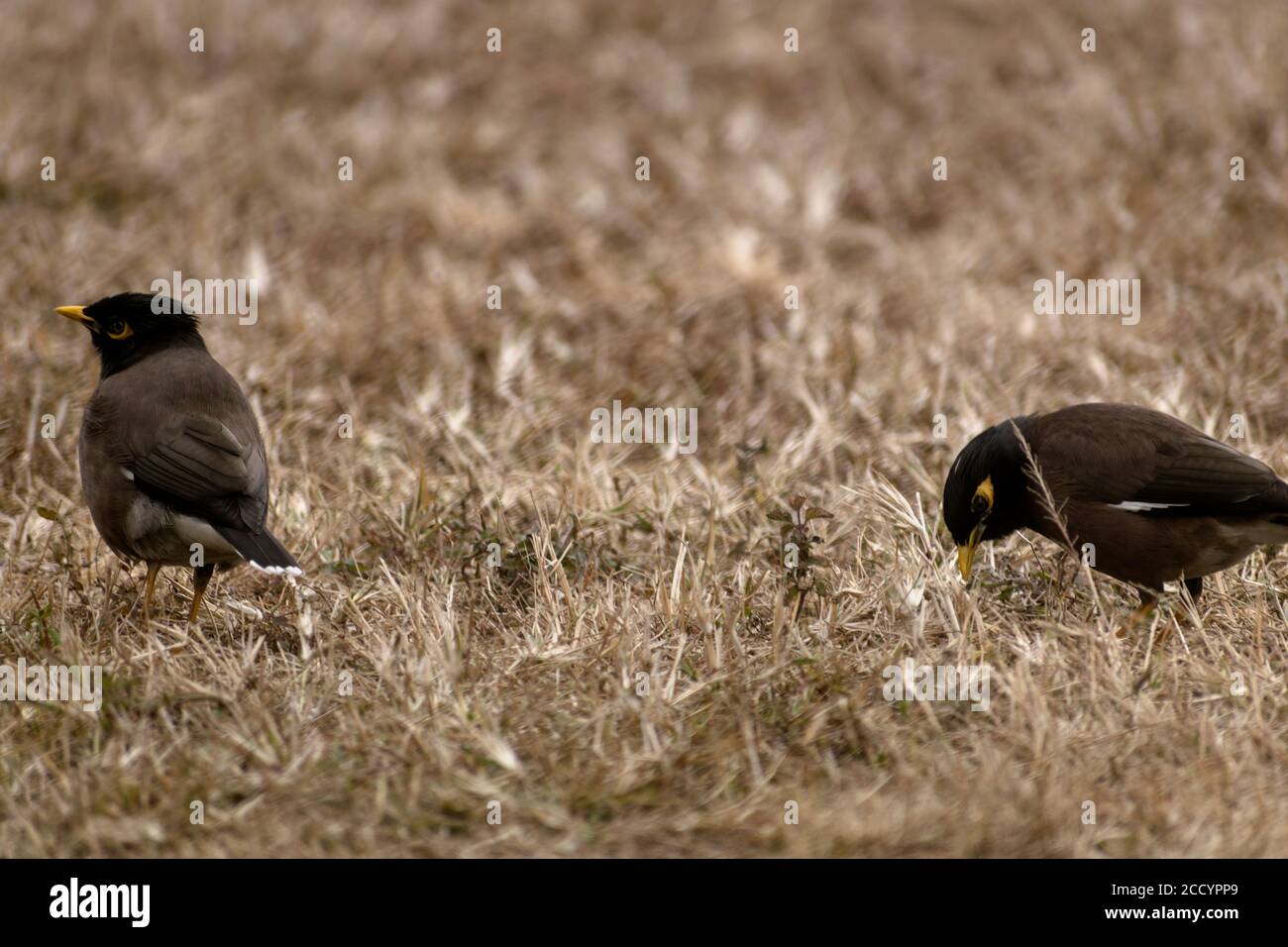 Nahaufnahme von zwei Vögeln auf Gras Stockfoto