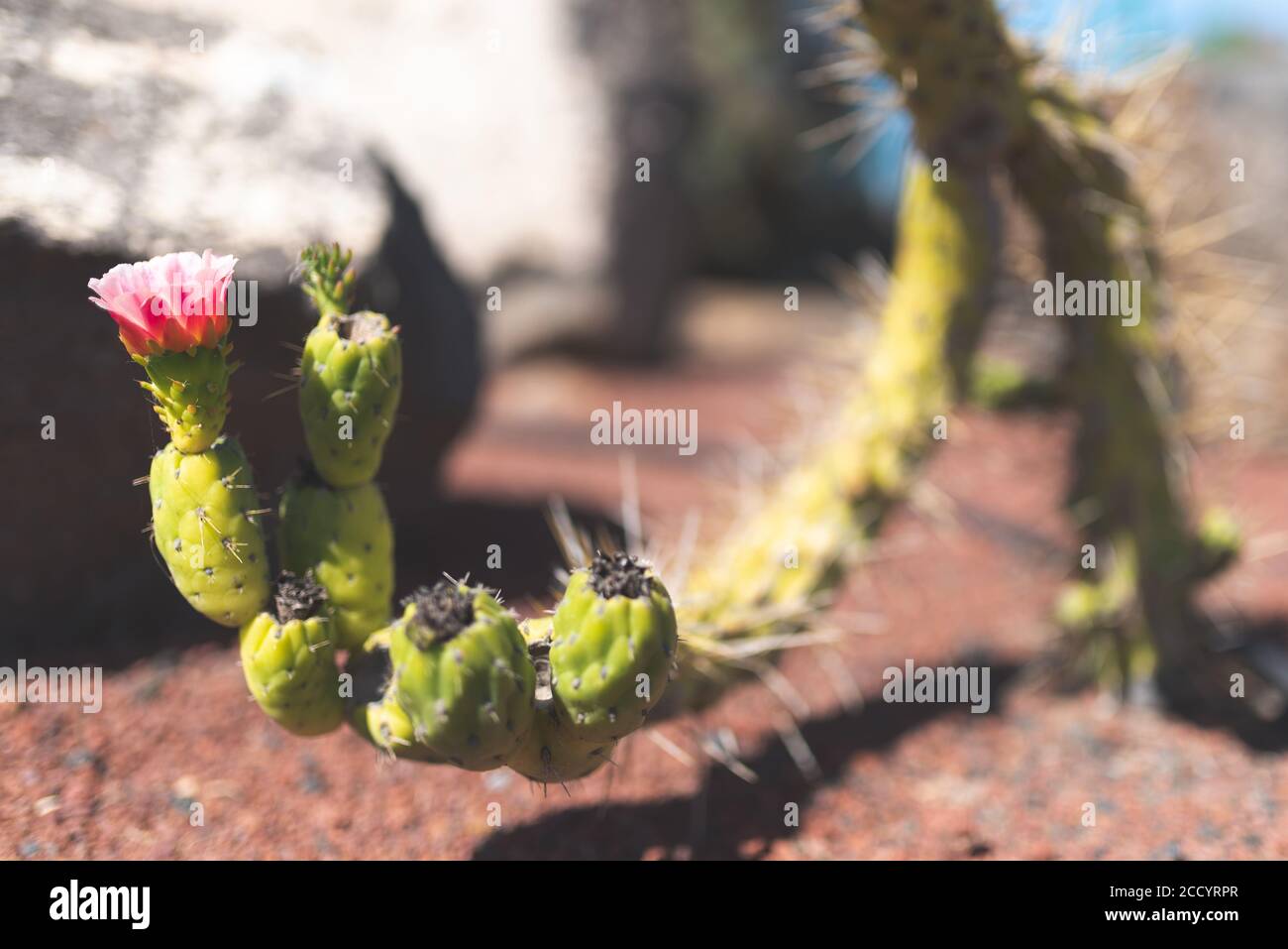 Nahaufnahme von blühenden Kakteen auf rotem Vulkanboden Sonniger Tag Stockfoto