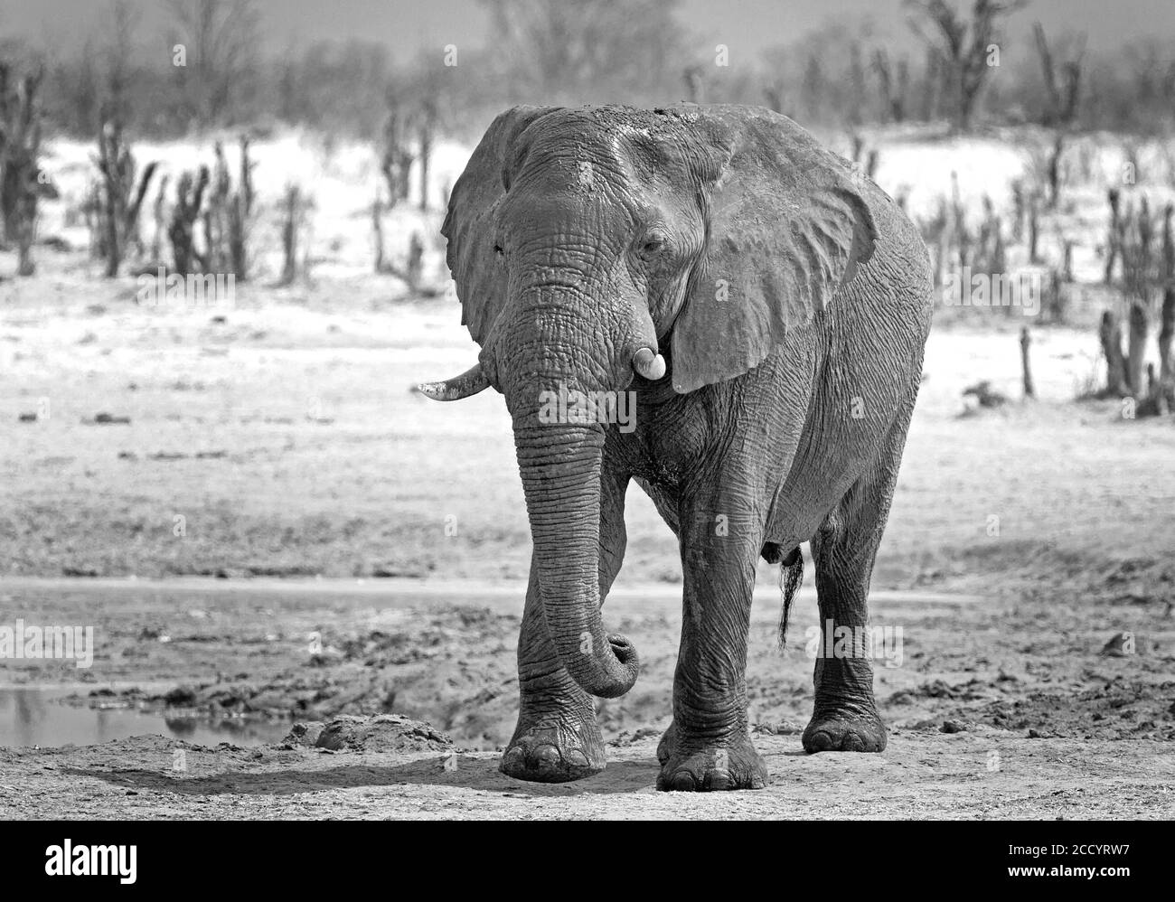Schwarz-Weiß-Bild eines großen afrikanischen Elefanten stehend Auf der Afrikanischen Ebene im Hwange Nationalpark Simbabwe Stockfoto