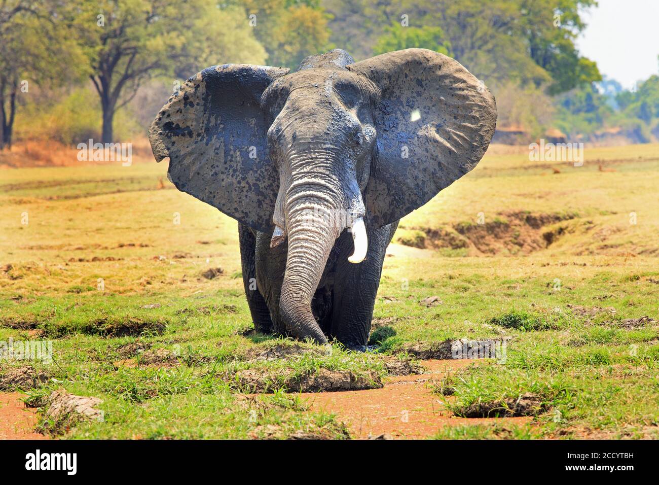 African Elephant mit Ohren flattern in einer Lagune Fütterung stehen Mit einem natürlichen lebendigen Buschveld Hintergrund Stockfoto