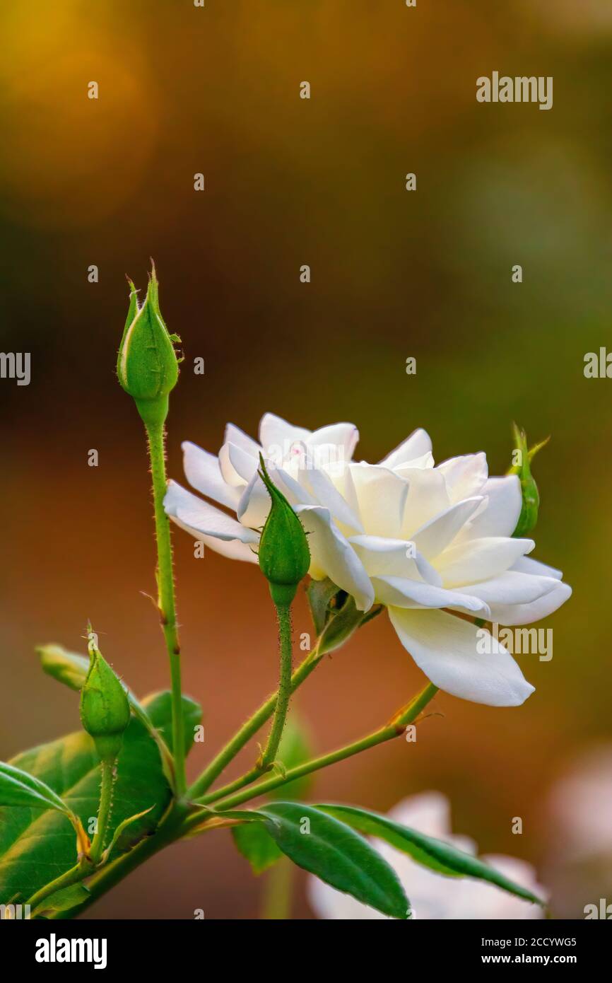 Weiße Rose Bei Sonnenuntergang Mit Goldenem Hintergrund. Stockfoto