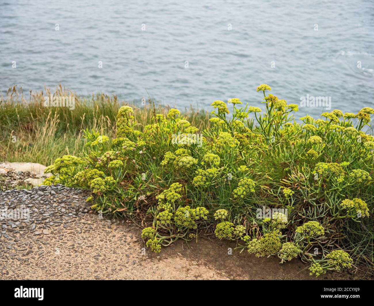 Crithmum maritimum aka Rock Samphire, Seefennel. Devon, Großbritannien. Stockfoto
