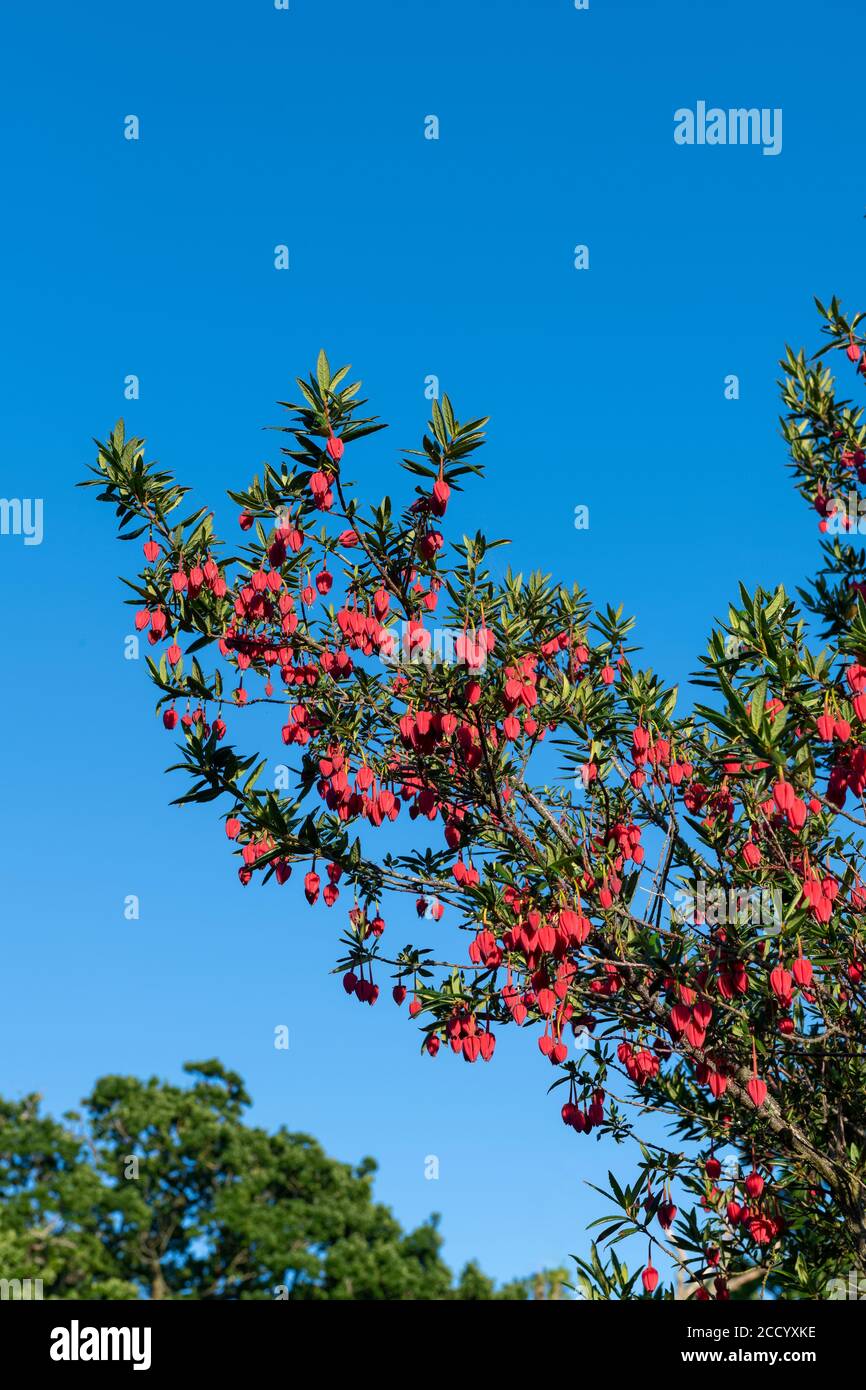 Crinodendron hookerianum bekannt als Clilean Laternenbaum Stockfoto