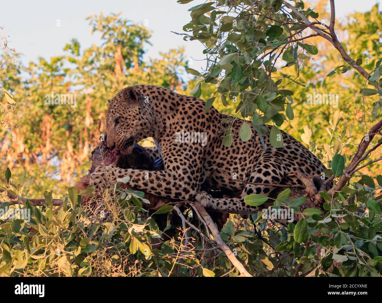 African Leopard Schlemmen auf einem kürzlichen töten, während in einem Baum mit anatural blauen Himmel Hintergrund und leuchtend grünen Blättern. South Luangwa National Pa Stockfoto