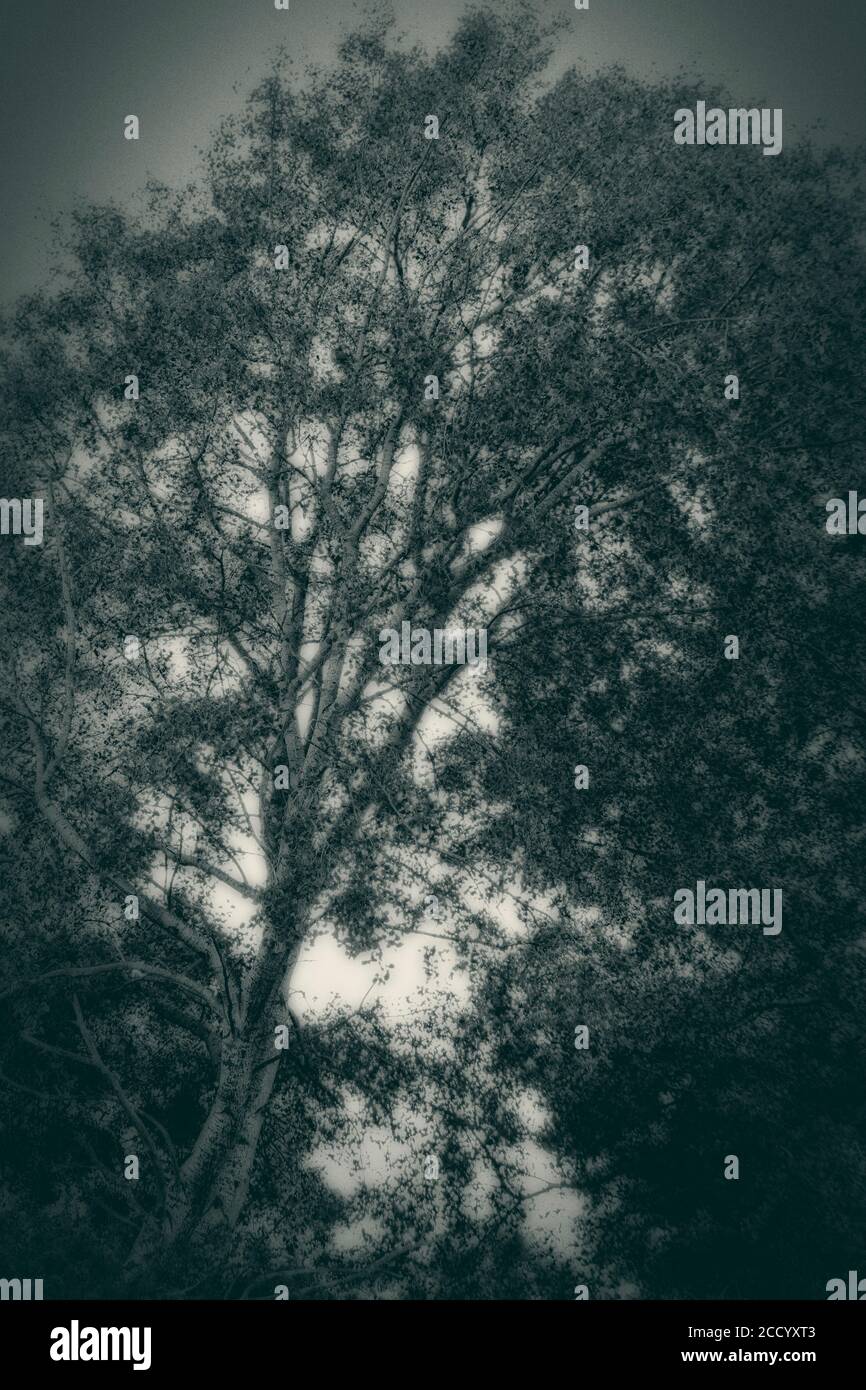 Silhouette Baum Stockfoto