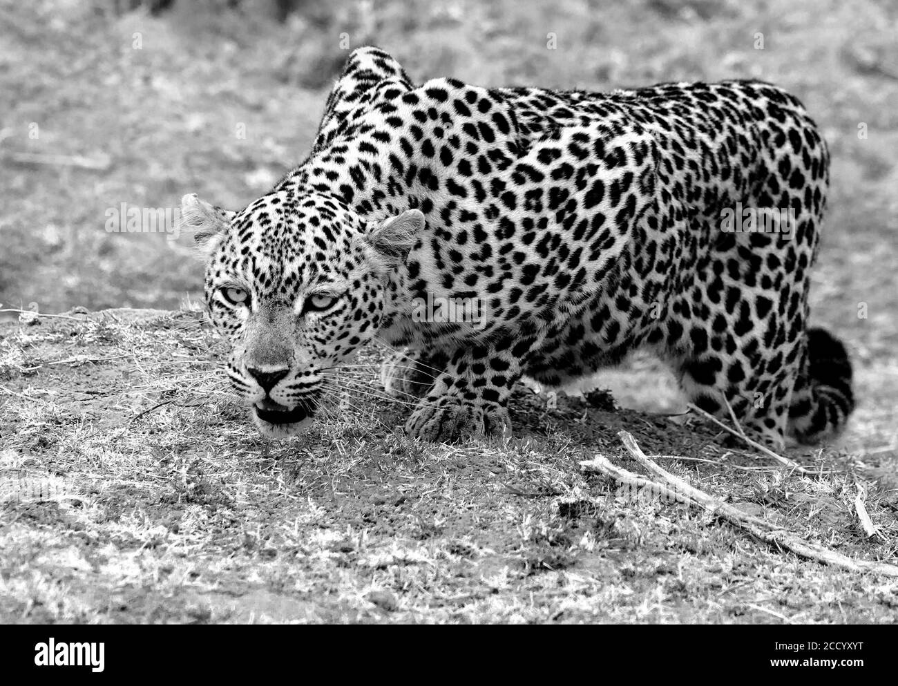 Schwarz-Weiß-Bild eines wachsam aussehenden afrikanischen Leoparden (Panthera Pardus), der sich in South Luangwa, Sambia, zum Stampfen bereit macht Stockfoto