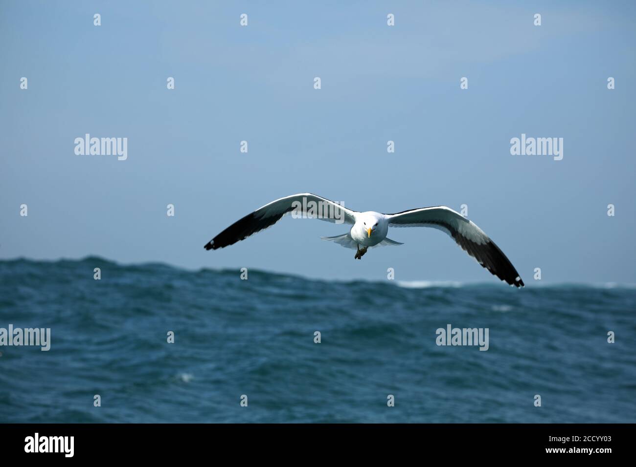Möwe schweben über Wellen des Indischen Ozeans in der Nähe von Hermanus, Südafrika Stockfoto