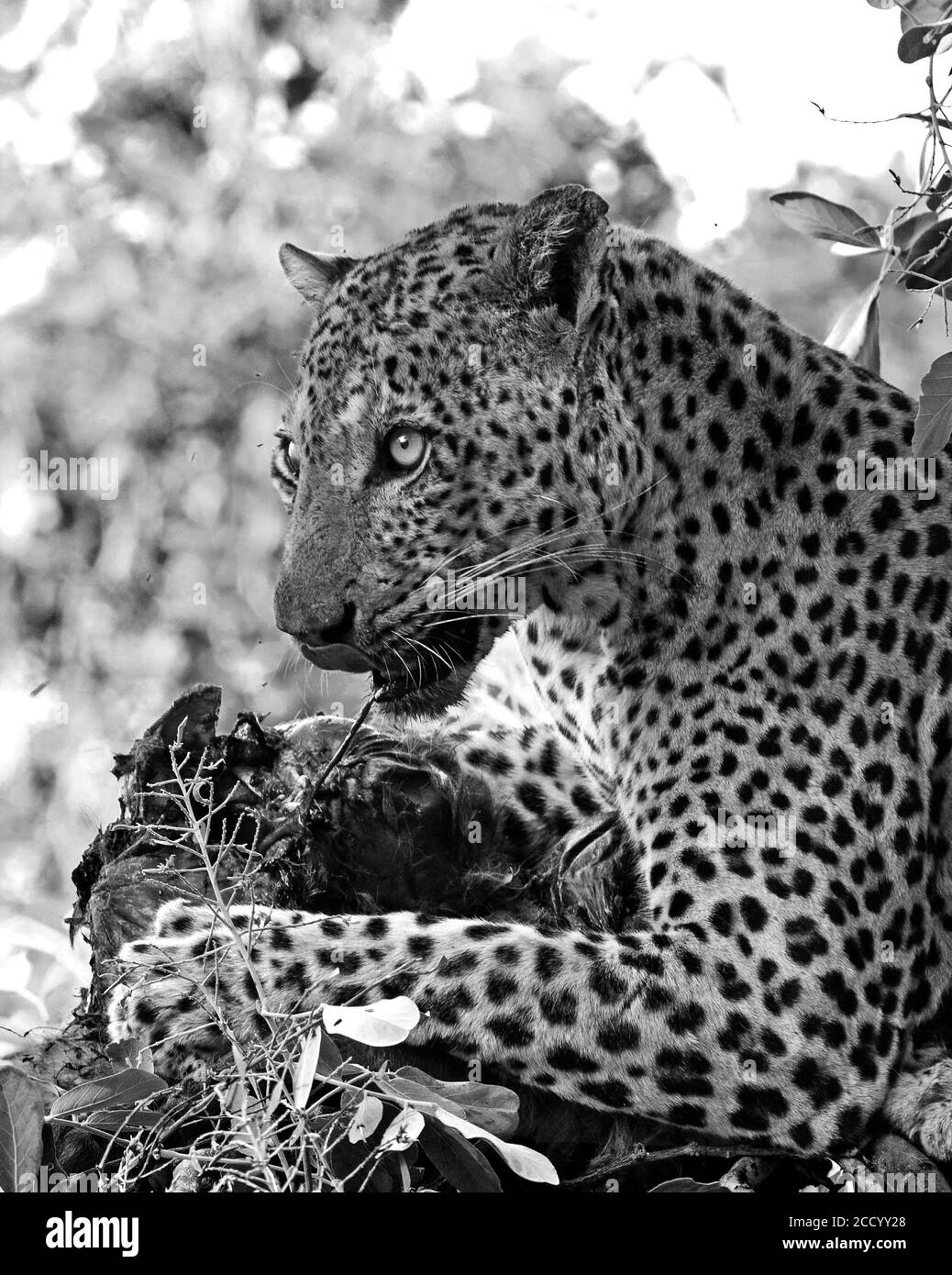 Porträt eines schönen männlichen afrikanischen Leoparden (Panthera Pardus) auf einem Baum eatinga jüngsten töten, durch natürliches Sonnenlicht beleuchtet. South Luangwa National Park, Stockfoto