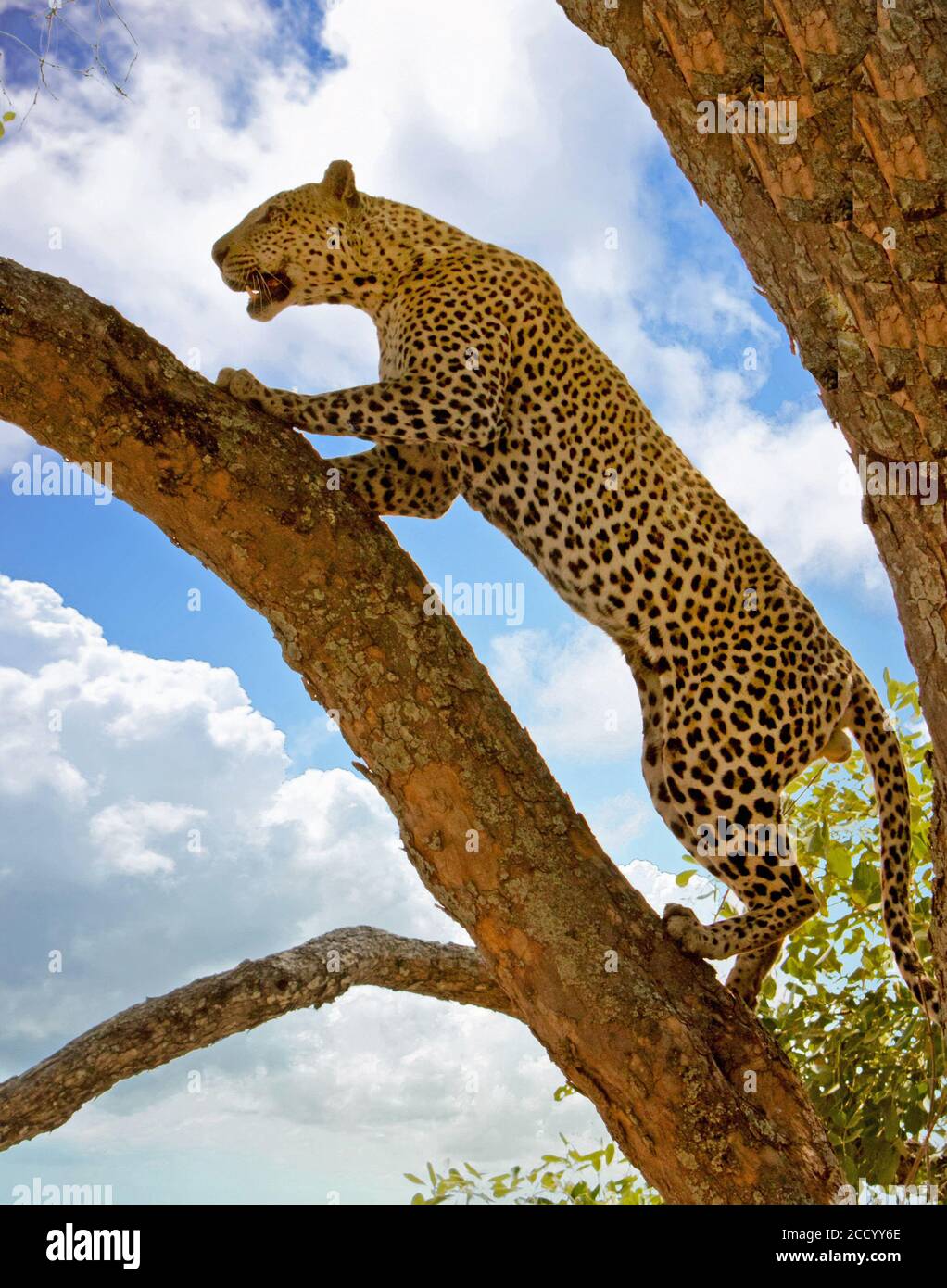 African Leopard -Panthera Pardus - Klettern einen Baum gegen einen blauen bewölkten Himmel im South Luangwa National Park, Sambia, Süd Stockfoto