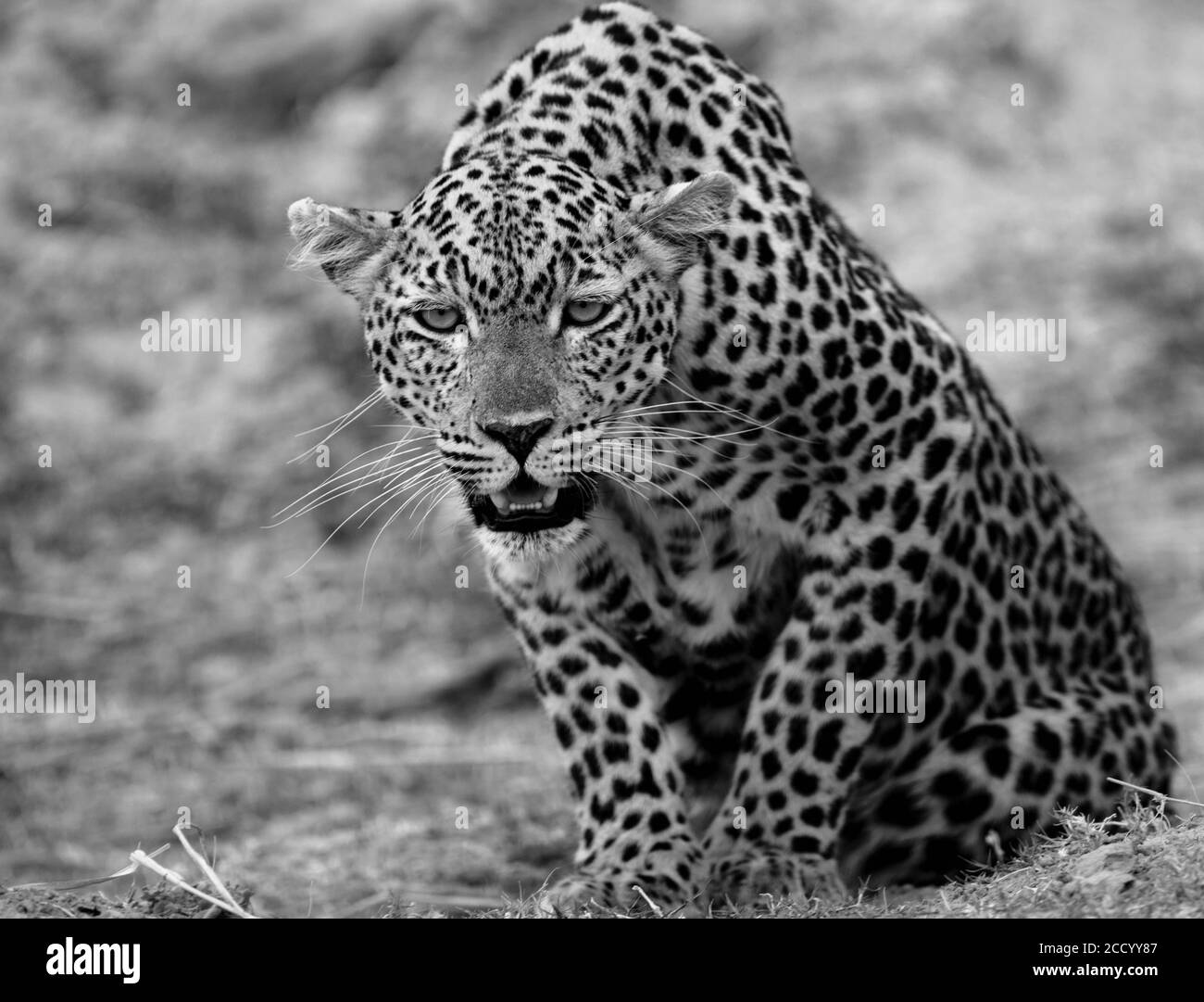 African Leopard (Panthera Pardus) hocken und direkt in die Kamera schauen, South Luangwa National Park, Sambia Stockfoto