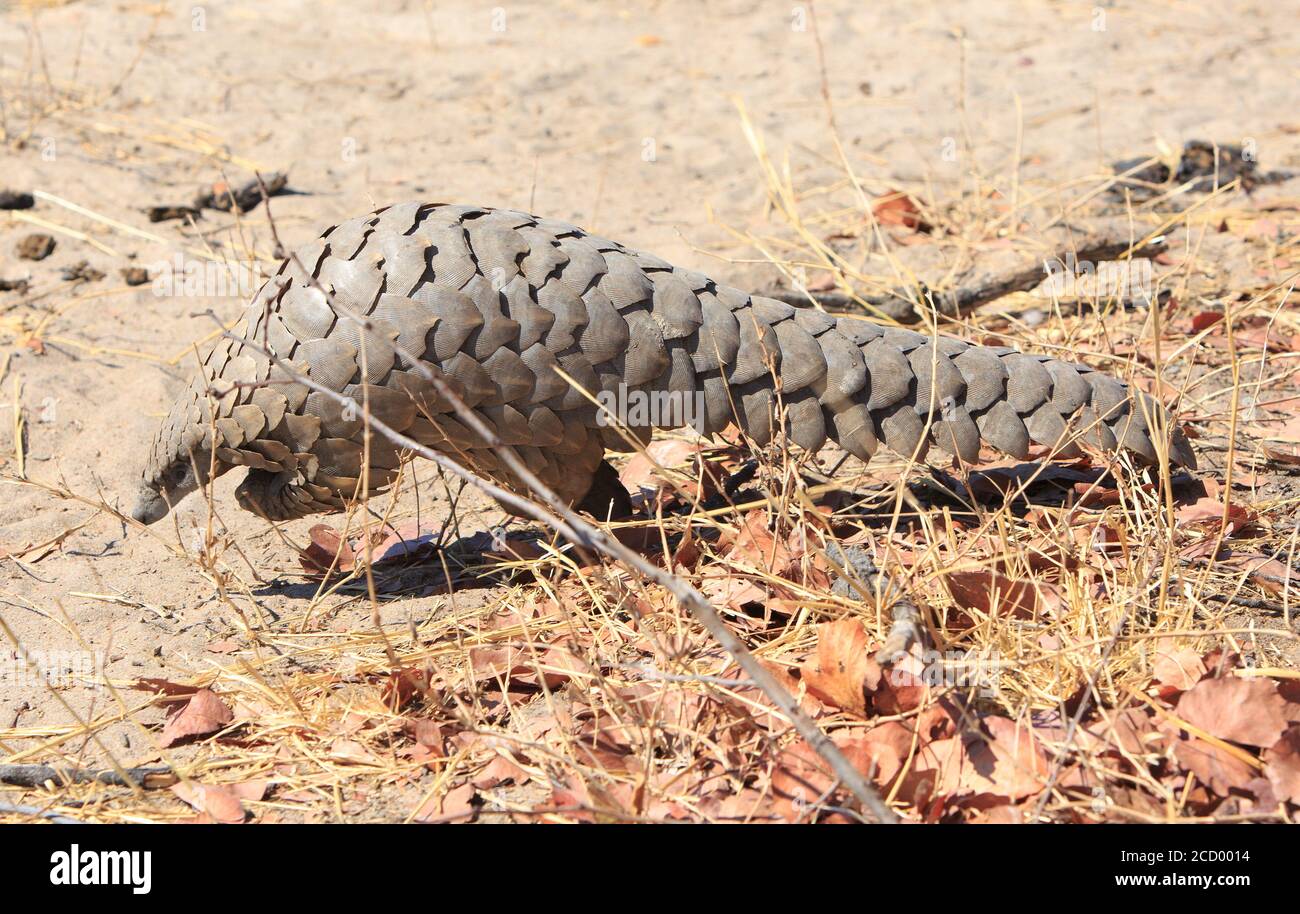 Extrem seltene Sichtung eines Pangolins während einer Safari im Hwange National Park, Simbabwe Stockfoto