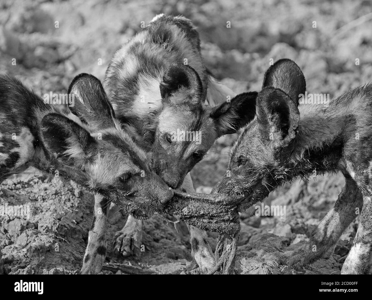 Wild Dog Welpen Fütterung auf eine kürzlich töten. Wildhunde sind vom Aussterben bedroht und werden von Forschern im South Luangwa National Park, Zambi, streng überwacht Stockfoto