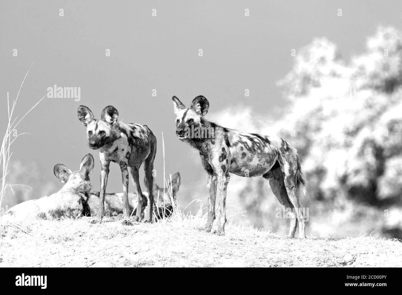 Wild Dogs - Lycaon Pictus - beobachten und wachsam, während Sie auf einer Sandbank im South Luangwa National Park, Sambia, stehen Stockfoto