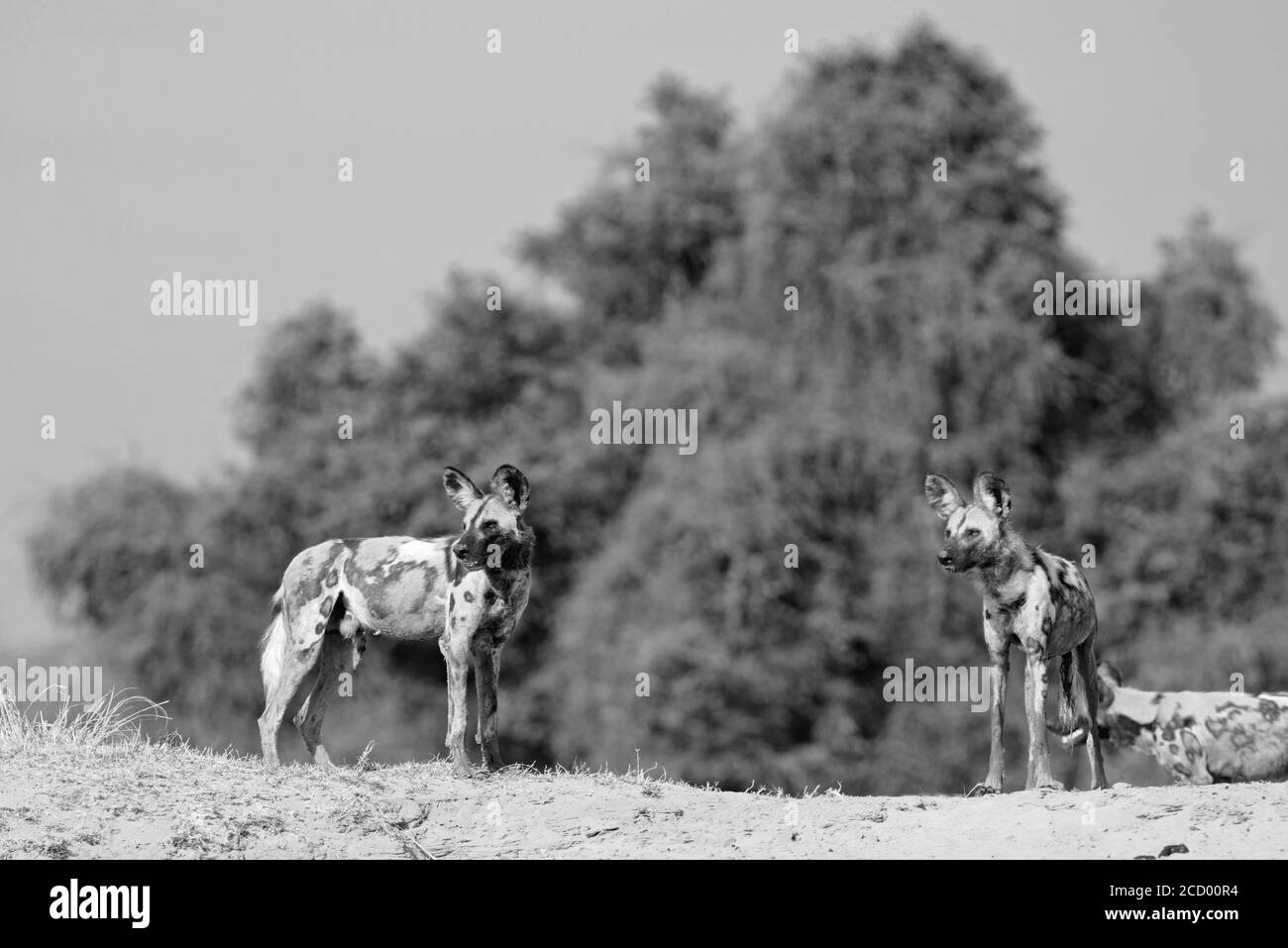 Monochromw Inage von zwei wilden Hunden, die auf einem erhöhten Hügel stehen und die Landschaft in South Luangwa, Sambia, vermessen Stockfoto