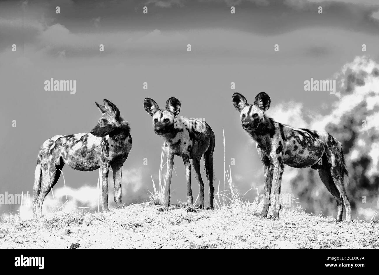 Dramatische Schwarz-Weiß-Szenenansicht von wilden Hunden (Lycaon Pictus) - Painted Dogs, die auf einer Sandbank stehen und das Gebiet nach einem kürzlichen Töten vermessen, Stockfoto