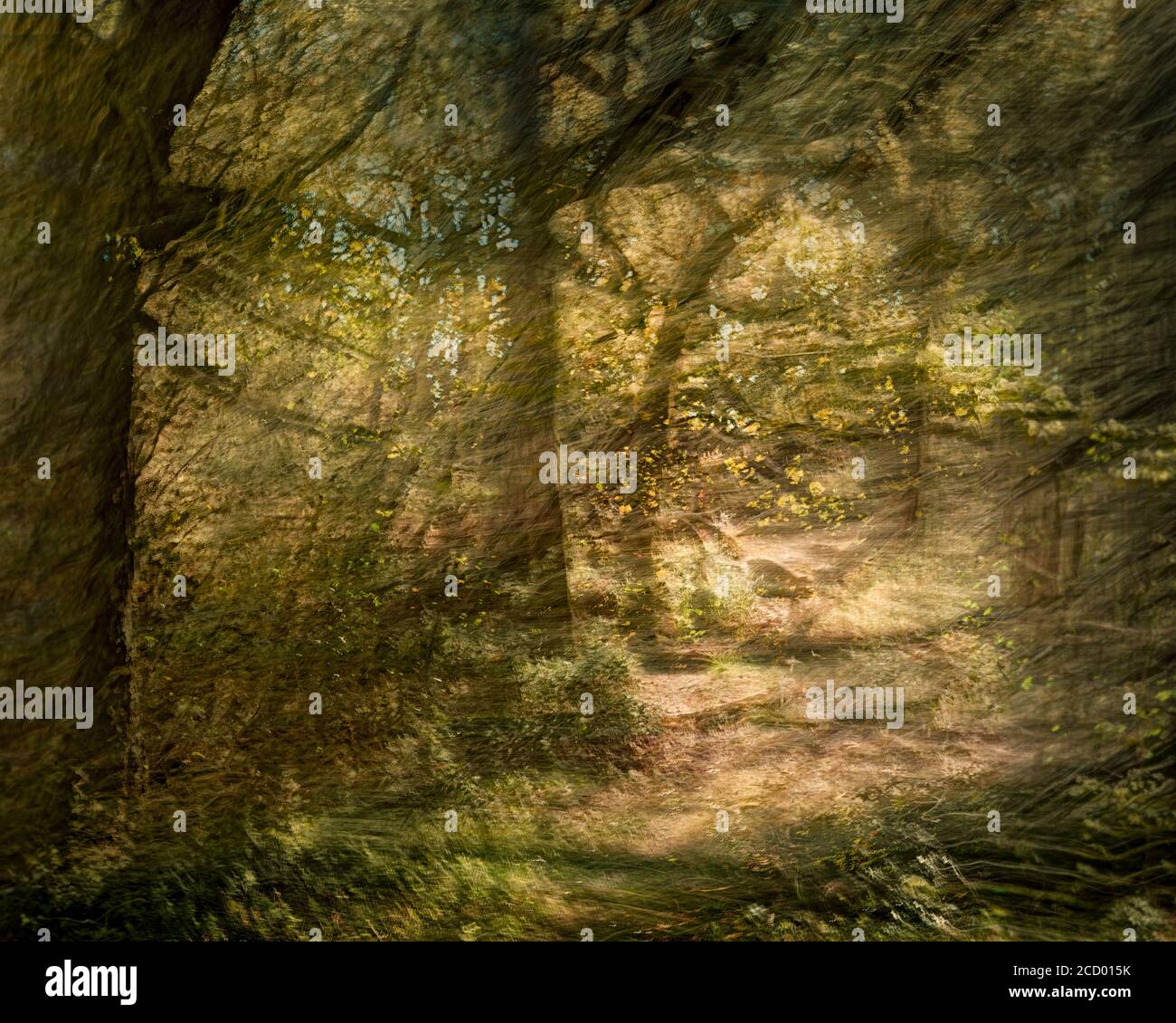 Das Gefühl Der Sonne, Der Leafs Und Der Clearing, Cringlebarrow Woods, Yealand Redmayne. (Ein Impressionistisches Bildfoto, Wo Das Bild War Stockfoto
