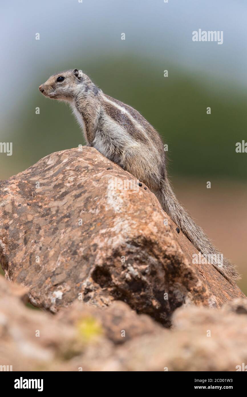 Barbary Erdhörnchen (Atlantoxerus Getulus), auf einem Felsen sitzend in Marokko Stockfoto