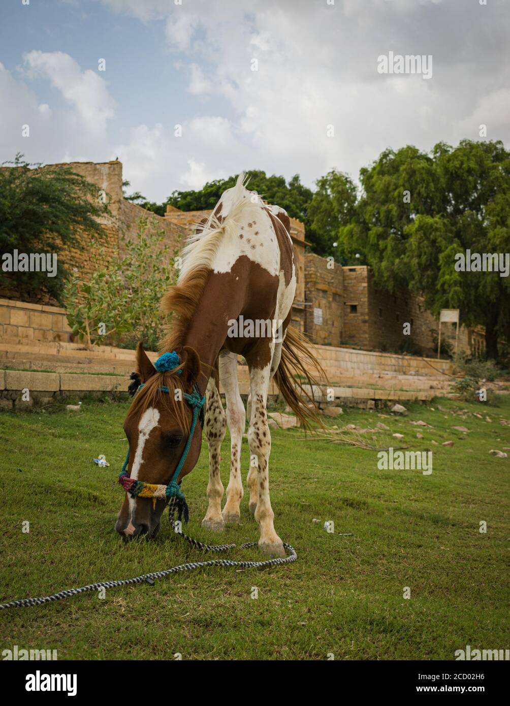 Baby Pferd grasen am Ufer des Sees bei Sonnenuntergang Im Sommer Stockfoto
