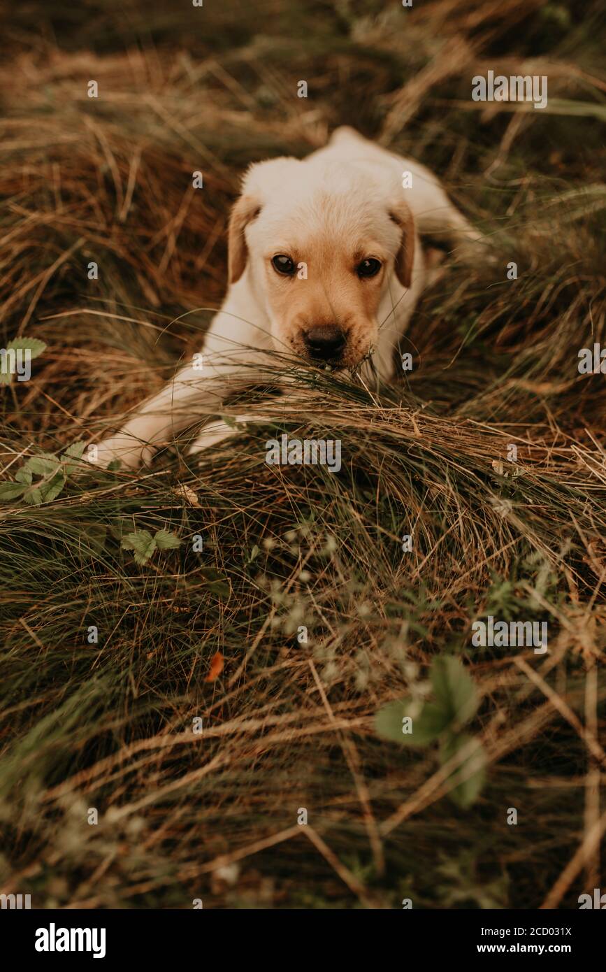 Ein kleiner Hund labrador läuft im grünen Gras. Stockfoto