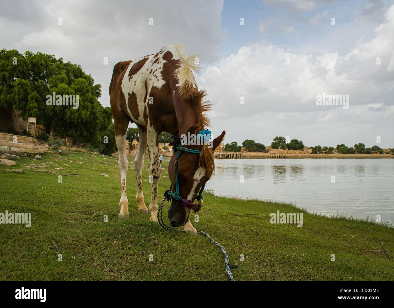 Baby Pferd grasen am Ufer des Sees bei Sonnenuntergang Im Sommer Stockfoto
