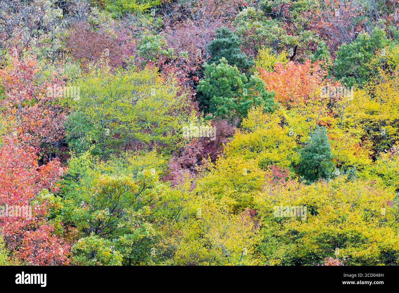 Die herbstlichen Bäume, Muster von Bäumen mit Herbstlaub, Kampanien, Italien Stockfoto